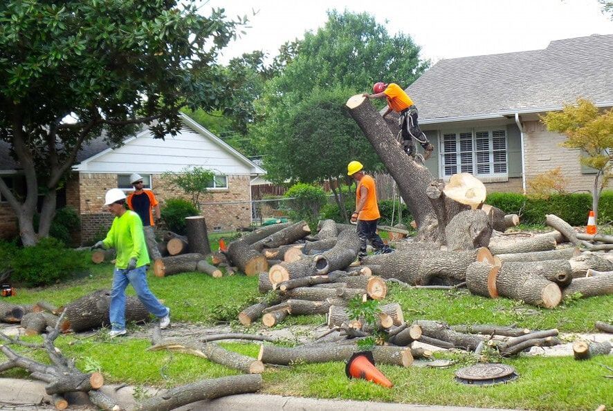 Tree Removal Service Marietta, GA